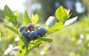 Jubilee Orchards